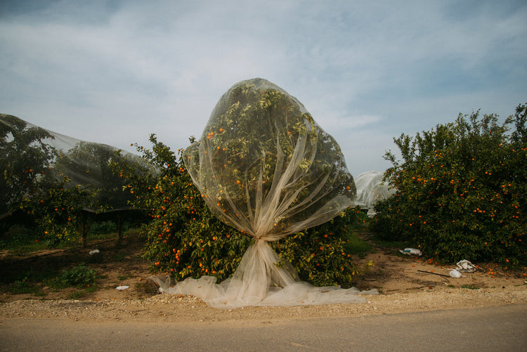 Beeri orange